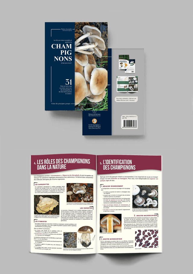 Clé de reconnaissance des champignons